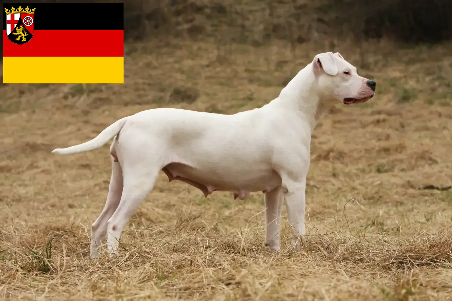 Scopri di più sull'articolo Allevatori di Dogo Argentino e cuccioli in Renania-Palatinato