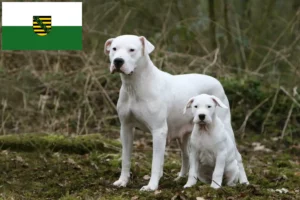 Scopri di più sull'articolo Allevatori di Dogo Argentino e cuccioli in Sassonia