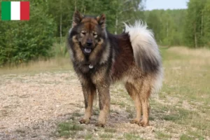 Scopri di più sull'articolo Allevatori di Eurasier e cuccioli in Italia