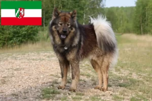 Scopri di più sull'articolo Allevatori di Eurasier e cuccioli in Nord Reno-Westfalia