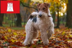 Scopri di più sull'articolo Allevatori di Fox Terrier e cuccioli a Amburgo