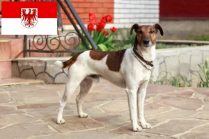 Scopri di più sull'articolo Allevatori di Fox Terrier e cuccioli a Brandeburgo