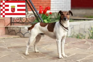 Scopri di più sull'articolo Allevatori di Fox Terrier e cuccioli a Brema