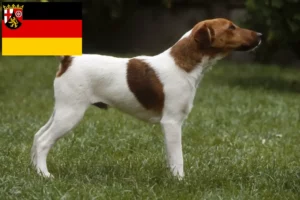 Scopri di più sull'articolo Allevamenti di Fox Terrier e cuccioli in Renania-Palatinato