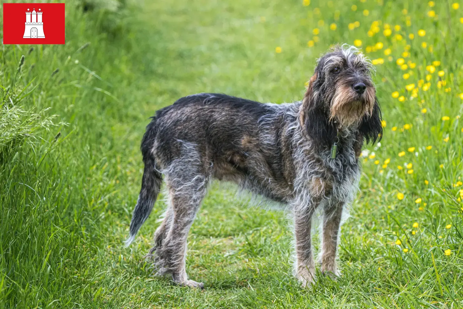 Scopri di più sull'articolo Allevatori di Griffon Bleu de Gascogne e cuccioli a Amburgo