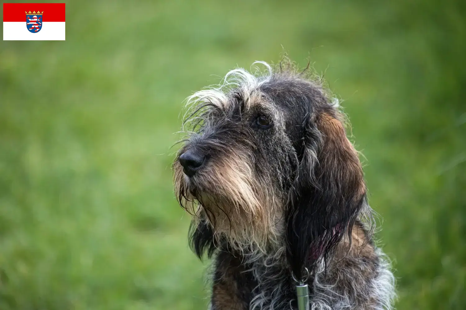 Scopri di più sull'articolo Allevatori di Griffon Bleu de Gascogne e cuccioli a Hessen