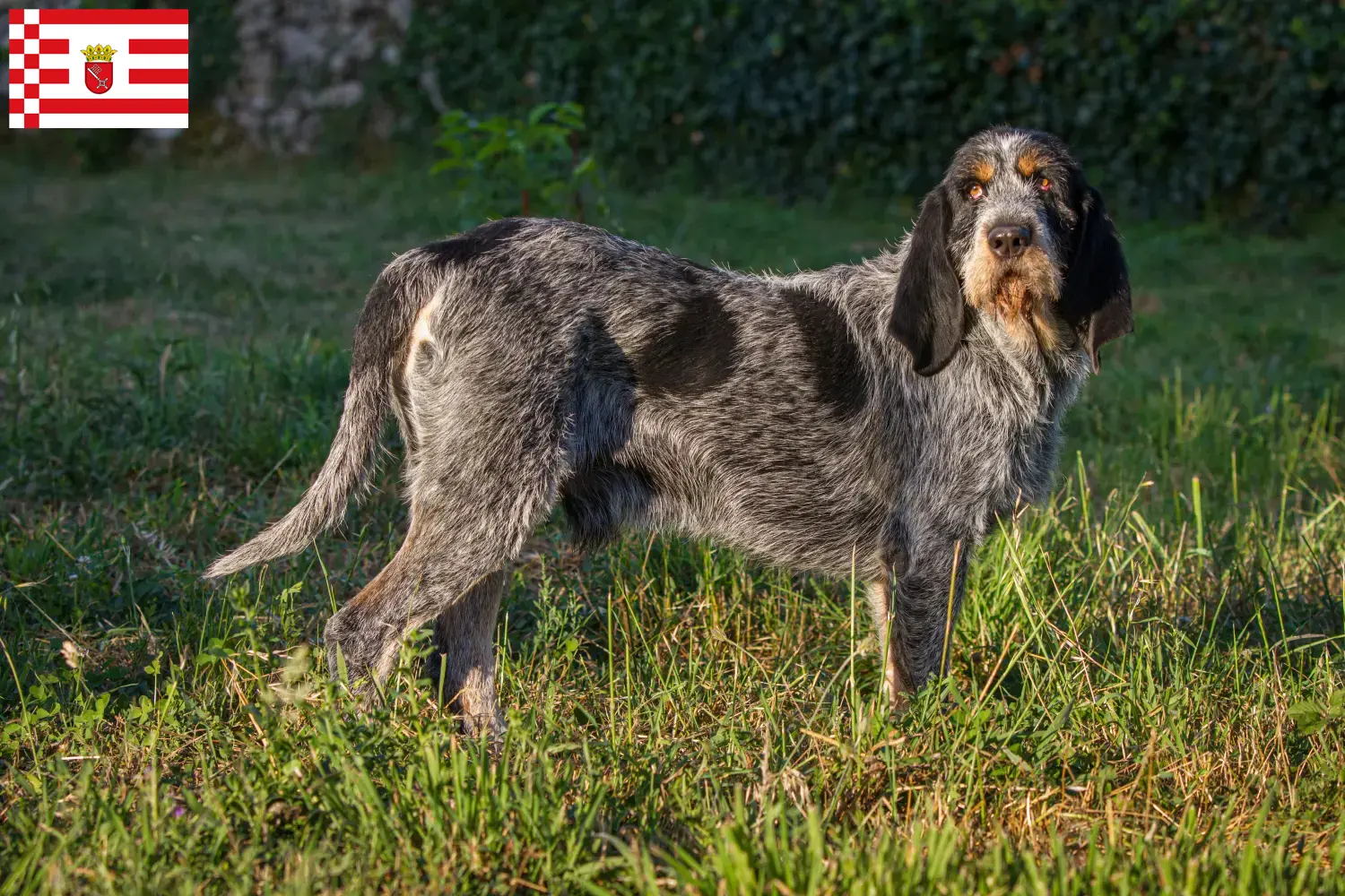 Scopri di più sull'articolo Allevatori e cuccioli di Griffon Bleu de Gascogne a Brema