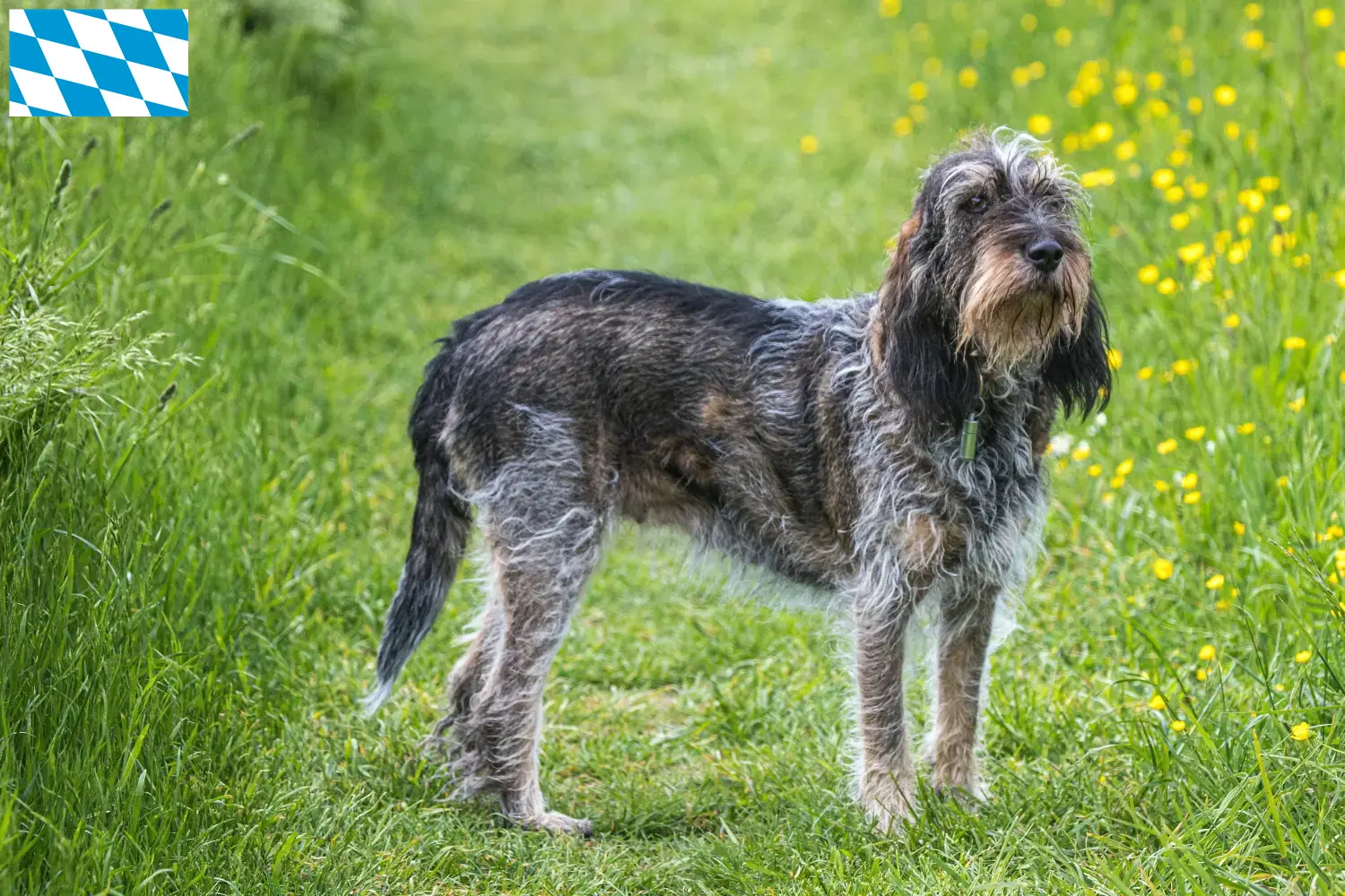 Scopri di più sull'articolo Allevatori di Griffon Bleu de Gascogne e cuccioli in Baviera