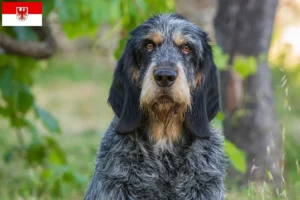 Scopri di più sull'articolo Allevatori di Griffon Bleu de Gascogne e cuccioli a Brandeburgo