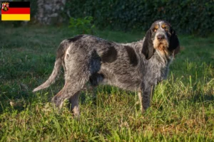 Scopri di più sull'articolo Allevatori di Griffon Bleu de Gascogne e cuccioli in Renania-Palatinato