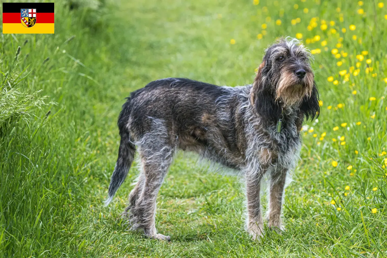 Scopri di più sull'articolo Allevatori di Griffon Bleu de Gascogne e cuccioli in Saarland