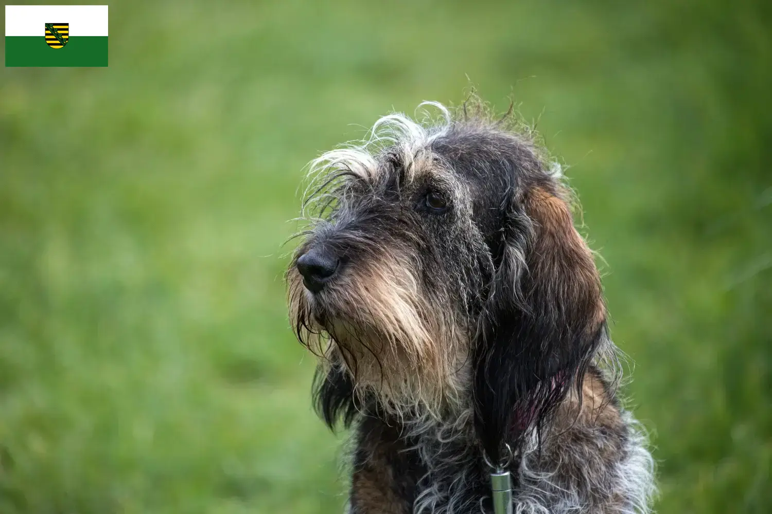 Scopri di più sull'articolo Allevatori di Griffon Bleu de Gascogne e cuccioli in Sassonia