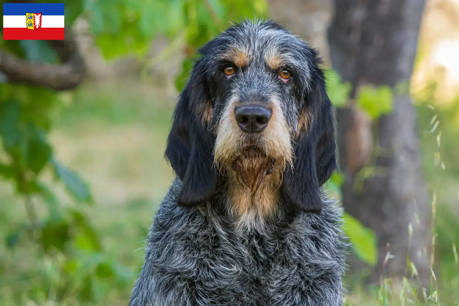 Scopri di più sull'articolo Allevatori di Griffon Bleu de Gascogne e cuccioli in Schleswig-Holstein