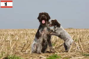 Scopri di più sull'articolo Griffon d’arrêt à poil dur Allevatore e cuccioli a Berlino