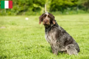 Scopri di più sull'articolo Griffon d’arrêt à poil dur Allevatori e cuccioli in Italia