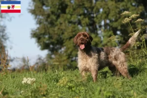 Scopri di più sull'articolo Griffon d’arrêt à poil dur Allevatore e cuccioli in Mecklenburg-Vorpommern