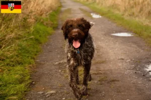 Scopri di più sull'articolo Griffon d’arrêt à poil dur Allevatore e cuccioli in Saarland