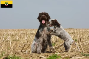 Scopri di più sull'articolo Griffon d’arrêt à poil dur Allevatore e cuccioli in Sassonia-Anhalt