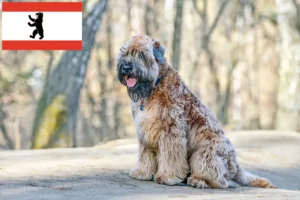 Scopri di più sull'articolo Allevamenti e cuccioli di Irish Soft Coated Wheaten Terrier a Berlino