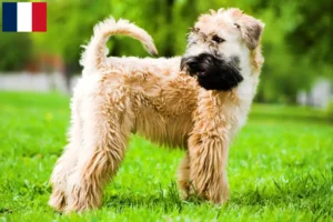 Scopri di più sull'articolo Allevatori e cuccioli di Irish Soft Coated Wheaten Terrier in Francia