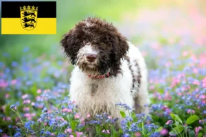 Scopri di più sull'articolo Allevatori di Lagotto Romagnolo e cuccioli in Baden-Württemberg