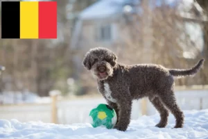 Scopri di più sull'articolo Allevatori di Lagotto Romagnolo e cuccioli in Belgio