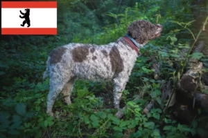 Scopri di più sull'articolo Allevatori e cuccioli di Lagotto Romagnolo a Berlino