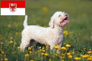 Scopri di più sull'articolo Allevatori di Lagotto Romagnolo e cuccioli a Brandeburgo