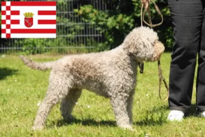 Scopri di più sull'articolo Allevatori di Lagotto Romagnolo e cuccioli a Brema