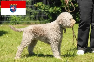 Scopri di più sull'articolo Allevatori di Lagotto Romagnolo e cuccioli in Assia