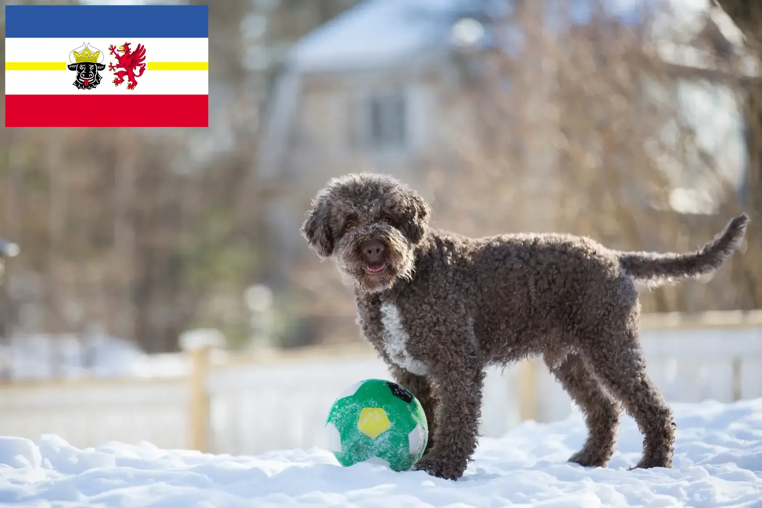 Scopri di più sull'articolo Allevatori di Lagotto Romagnolo e cuccioli in Mecklenburg-Vorpommern