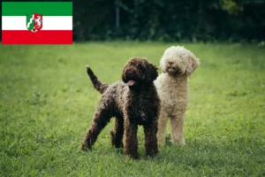 Scopri di più sull'articolo Allevatori di Lagotto Romagnolo e cuccioli in Nord Reno-Westfalia