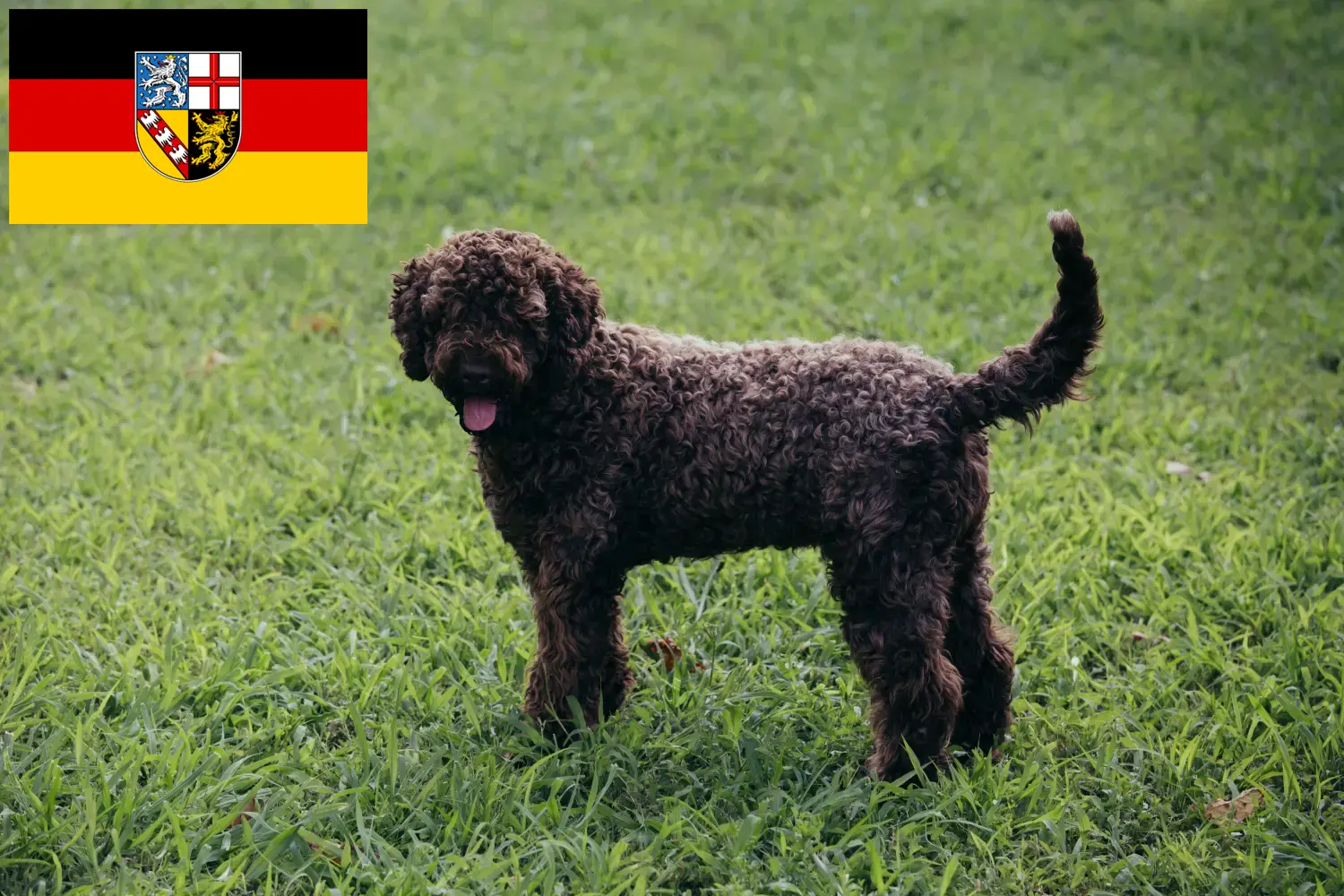 Scopri di più sull'articolo Allevatori di Lagotto Romagnolo e cuccioli in Saarland