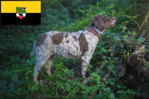 Scopri di più sull'articolo Allevatori di Lagotto Romagnolo e cuccioli in Sassonia-Anhalt