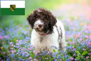 Scopri di più sull'articolo Allevatori di Lagotto Romagnolo e cuccioli in Sassonia