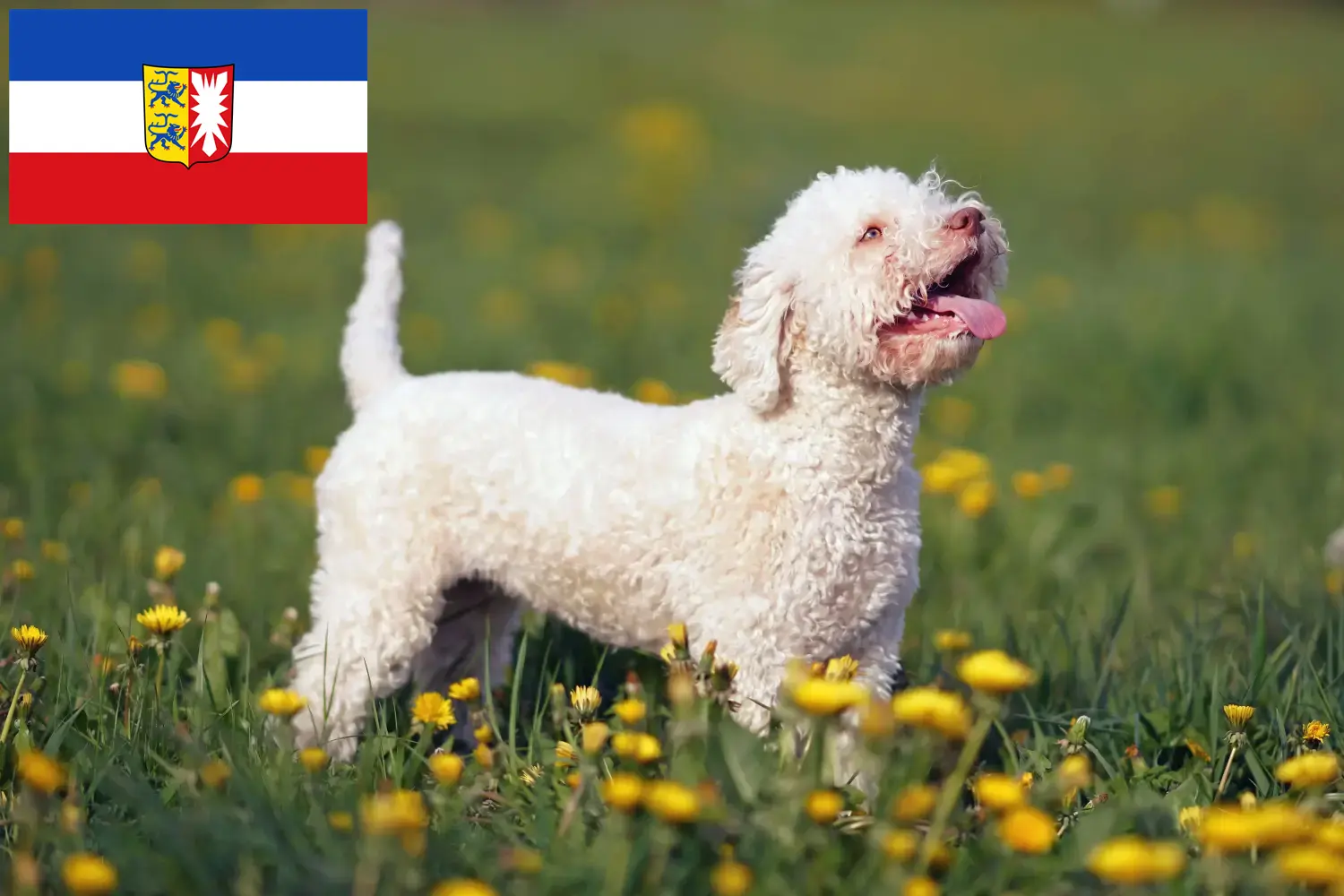 Scopri di più sull'articolo Allevatori di Lagotto Romagnolo e cuccioli in Schleswig-Holstein