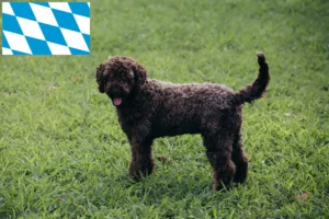 Scopri di più sull'articolo Allevatori di Lagotto Romagnolo e cuccioli in Baviera