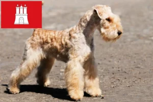 Scopri di più sull'articolo Allevatori di Lakeland Terrier e cuccioli a Amburgo