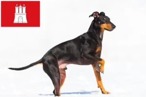 Scopri di più sull'articolo Allevatore di Manchester Terrier e cuccioli ad Amburgo