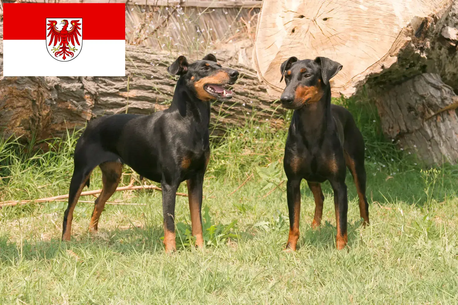 Scopri di più sull'articolo Allevatori di Manchester Terrier e cuccioli a Brandeburgo