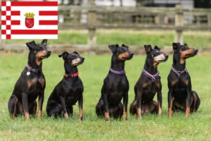 Scopri di più sull'articolo Allevatore di Manchester Terrier e cuccioli a Bremen