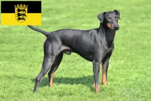 Scopri di più sull'articolo Allevatori di Manchester Terrier e cuccioli in Baden-Württemberg