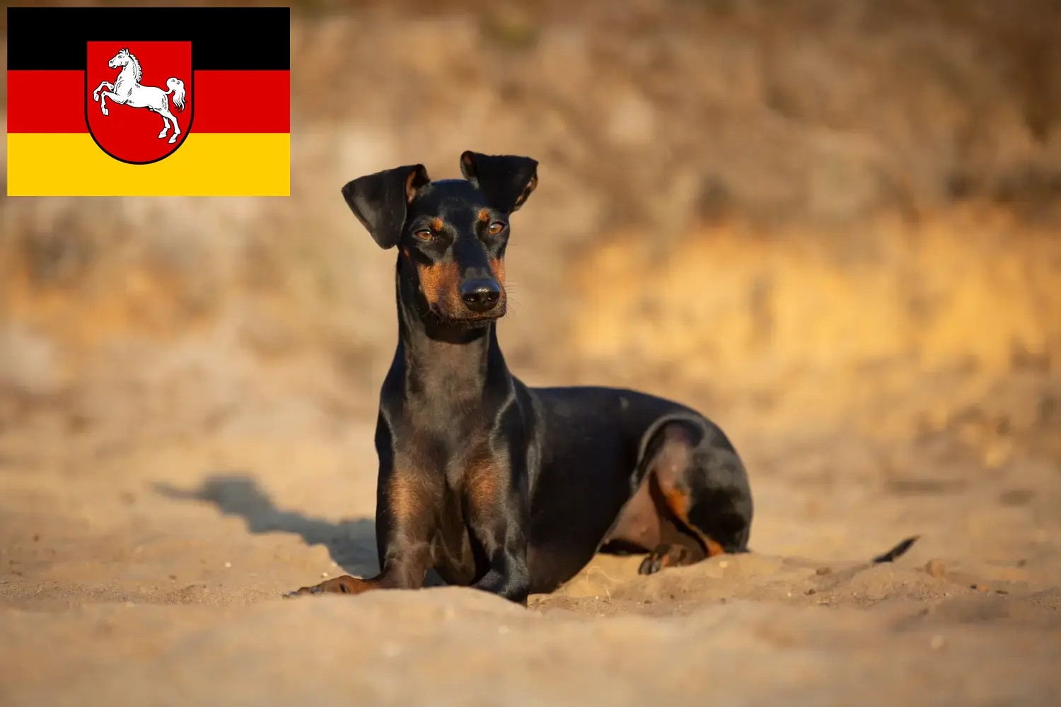 Scopri di più sull'articolo Allevatori di Manchester Terrier e cuccioli in Bassa Sassonia