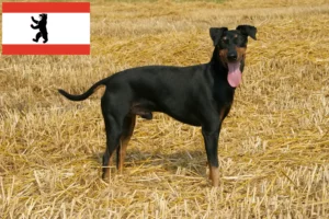 Scopri di più sull'articolo Allevatori di Manchester Terrier e cuccioli a Berlino