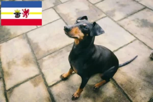 Scopri di più sull'articolo Allevatori di Manchester Terrier e cuccioli in Mecklenburg-Vorpommern