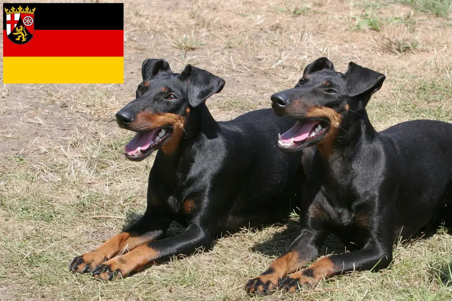 Scopri di più sull'articolo Allevatori e cuccioli di Manchester Terrier in Renania-Palatinato