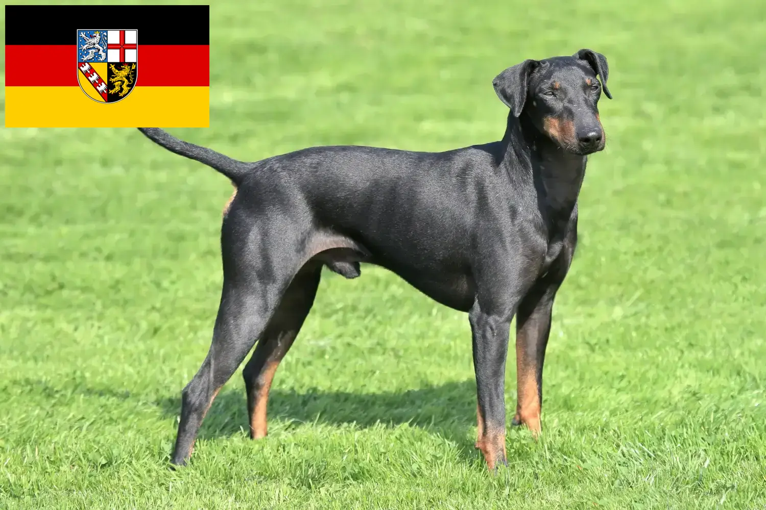 Scopri di più sull'articolo Allevatori di Manchester Terrier e cuccioli in Saarland