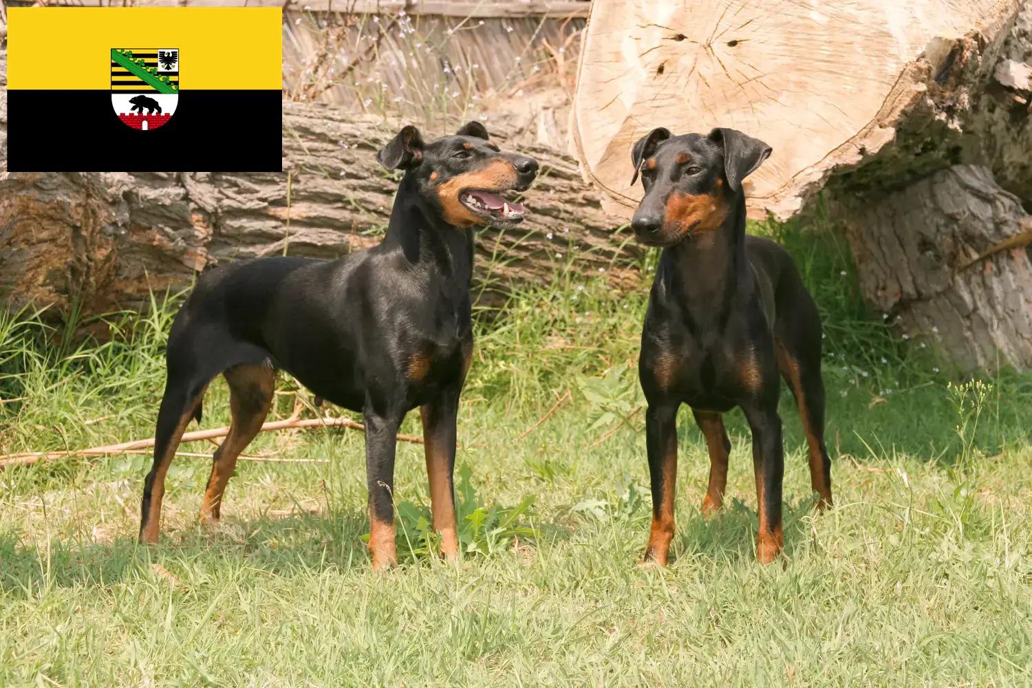 Scopri di più sull'articolo Allevatori di Manchester Terrier e cuccioli in Sassonia-Anhalt