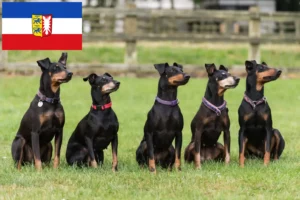 Scopri di più sull'articolo Allevatori di Manchester Terrier e cuccioli in Schleswig-Holstein