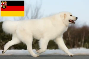 Scopri di più sull'articolo Allevatori di cani da pastore maremmani abruzzesi e cuccioli in Renania-Palatinato